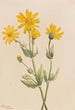 Arnica Arnica latifolia - Mary Vaux Walcott — vista dell’opera