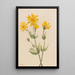 Arnica Arnica latifolia - Mary Vaux Walcott — quadro incorniciato alla parete