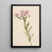 Aster d'Engelmann - Mary Vaux Walcott — quadro incorniciato alla parete