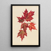 Foglie d'autunno - Mary Vaux Walcott — quadro incorniciato alla parete