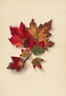 Foglie d'autunno 2 - Mary Vaux Walcott — vista dell’opera