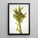 Sapin baumier Albies fraseri - Mary Vaux Walcott — quadro incorniciato alla parete