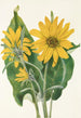 Balsamorhize sagittée Balsamorhiza sagittata - Mary Vaux Walcott — vista dell’opera