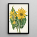 Balsamorhize sagittée Balsamorhiza sagittata - Mary Vaux Walcott — quadro incorniciato alla parete