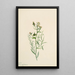 Faux-lin Comandra pallida - Mary Vaux Walcott — quadro incorniciato alla parete