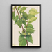 Noisetier à bec Corylus rostrata - Mary Vaux Walcott — quadro incorniciato alla parete