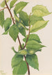Noisetier à bec Corylus rostrata - Mary Vaux Walcott — vista dell’opera