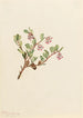 Busserole Arctostaphylos uvaursi - Mary Vaux Walcott — vista dell’opera