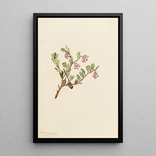 Mary Vaux Walcott - Bearberry Arctostaphylos uvaursi.webp