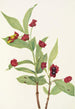 Chèvrefeuille involucré Lonicera involucrata - Mary Vaux Walcott — vista dell’opera