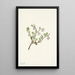 Fleur de busserole Arctostaphylos uvaursi - Mary Vaux Walcott — quadro incorniciato alla parete