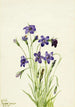 Campanule Campanula - Mary Vaux Walcott — vista dell’opera