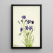 Campanule Campanula - Mary Vaux Walcott — quadro incorniciato alla parete