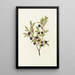 Myrtille à grandi foglie Vaccinium membranacea - Mary Vaux Walcott — quadro incorniciato alla parete