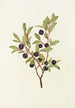 Myrtille à grandi foglie Vaccinium membranacea - Mary Vaux Walcott — vista dell’opera