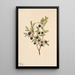 Myrtille à grandi foglie Vaccinium membranaceum - Mary Vaux Walcott — quadro incorniciato alla parete