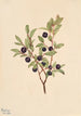 Myrtille à grandi foglie Vaccinium membranaceum - Mary Vaux Walcott — vista dell’opera