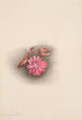Lewisia rediviva Lewisia redivivia - Mary Vaux Walcott — vista dell’opera