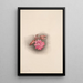 Lewisia rediviva Lewisia redivivia - Mary Vaux Walcott — quadro incorniciato alla parete