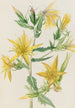 Mentzelia laevicaulis Mentzelia laevicaulis - Mary Vaux Walcott — vista dell’opera