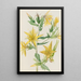 Mentzelia laevicaulis Mentzelia laevicaulis - Mary Vaux Walcott — quadro incorniciato alla parete