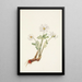 Sanguinaire del Canada Sanguinaria canadensis - Mary Vaux Walcott — quadro incorniciato alla parete