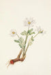 Sanguinaire del Canada Sanguinaria canadensis - Mary Vaux Walcott — vista dell’opera