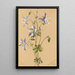 Ancolie bleue Aquilegia caerulea - Mary Vaux Walcott — quadro incorniciato alla parete