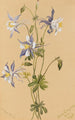 Ancolie bleue Aquilegia caerulea - Mary Vaux Walcott — vista dell’opera