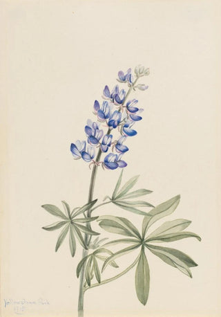 Mary Vaux Walcott - Blue Lupine Lupinus argenteus.webp