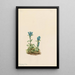 Gentiane glauca Gentiana glauca - Mary Vaux Walcott — quadro incorniciato alla parete