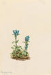 Gentiane glauca Gentiana glauca - Mary Vaux Walcott — vista dell’opera