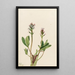 Trèfle d'acqua Menyanthes trifoliata - Mary Vaux Walcott — quadro incorniciato alla parete