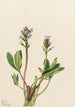 Trèfle d'acqua Menyanthes trifoliata - Mary Vaux Walcott — vista dell’opera