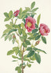 Fleur de rose de Bourgeau Rosa bourgeauiana - Mary Vaux Walcott — vista dell’opera
