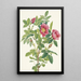 Fleur de rose de Bourgeau Rosa bourgeauiana - Mary Vaux Walcott — quadro incorniciato alla parete