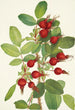 Fruit de rose de Bourgeau Rosa bourgeauiana - Mary Vaux Walcott — vista dell’opera