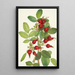 Fruit de rose de Bourgeau Rosa bourgeauiana - Mary Vaux Walcott — quadro incorniciato alla parete
