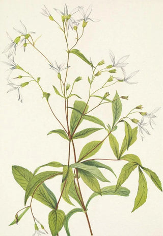 Mary Vaux Walcott - Bowmansroot Porteranthus trifoliatus.webp