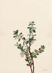 Gaylussacia brachycera Gaylussacia brachycera - Mary Vaux Walcott — vista dell’opera