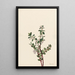 Gaylussacia brachycera Gaylussacia brachycera - Mary Vaux Walcott — quadro incorniciato alla parete