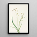 Stenanthium occidentale Stenanthium occidentale - Mary Vaux Walcott — quadro incorniciato alla parete