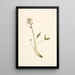 Trèfle d'acqua Menyanthes trifoliata - Mary Vaux Walcott — quadro incorniciato alla parete