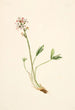 Trèfle d'acqua Menyanthes trifoliata - Mary Vaux Walcott — vista dell’opera