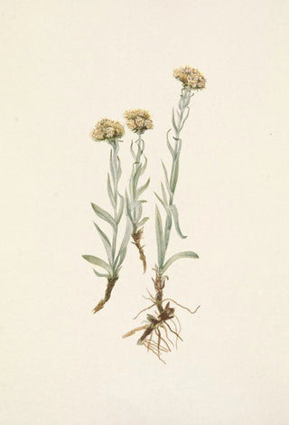 Mary Vaux Walcott - Buff Pussytoes Antennaria luzuloides.webp