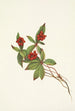 Fruit de cornouiller du Canada Cornus canadensis - Mary Vaux Walcott — vista dell’opera
