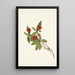Fruit de cornouiller du Canada Cornus canadensis - Mary Vaux Walcott — quadro incorniciato alla parete