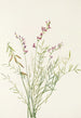 Astragale di Bourgeau Astragalus bourgovii - Mary Vaux Walcott — vista dell’opera
