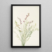 Astragale di Bourgeau Astragalus bourgovii - Mary Vaux Walcott — quadro incorniciato alla parete