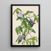 Pois papillon Clitoria mariana - Mary Vaux Walcott — quadro incorniciato alla parete
